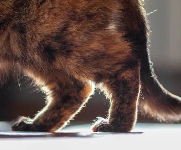 Common Signs of Arthritis in Senior Cats: What to Look For and How to Help