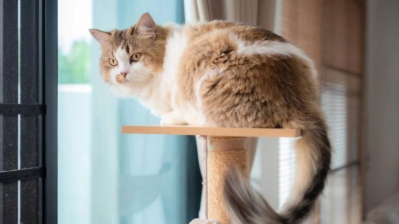How to Make Your Home Safe for Curious Cats: Tips and Tricks