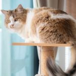 How to Make Your Home Safe for Curious Cats: Tips and Tricks