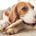 The Importance of Dental Chews for Cats and Dogs: A Guide for Pet Owners