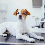 Understanding Canine Diabetes and Dietary Needs: A Guide for Pet Owners