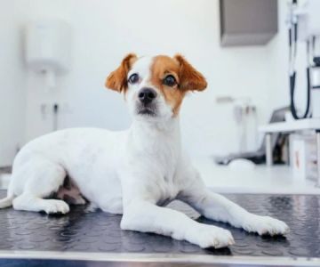 Understanding Canine Diabetes and Dietary Needs: A Guide for Pet Owners