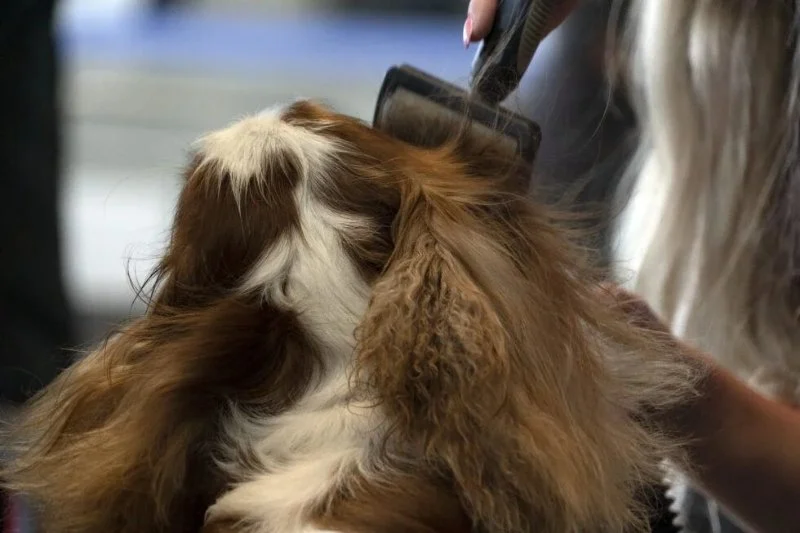 Why Regular Grooming Is Essential for Long-Haired Dog Breeds