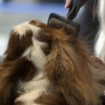 Why Regular Grooming Is Essential for Long-Haired Dog Breeds