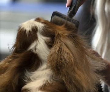 Why Regular Grooming Is Essential for Long-Haired Dog Breeds