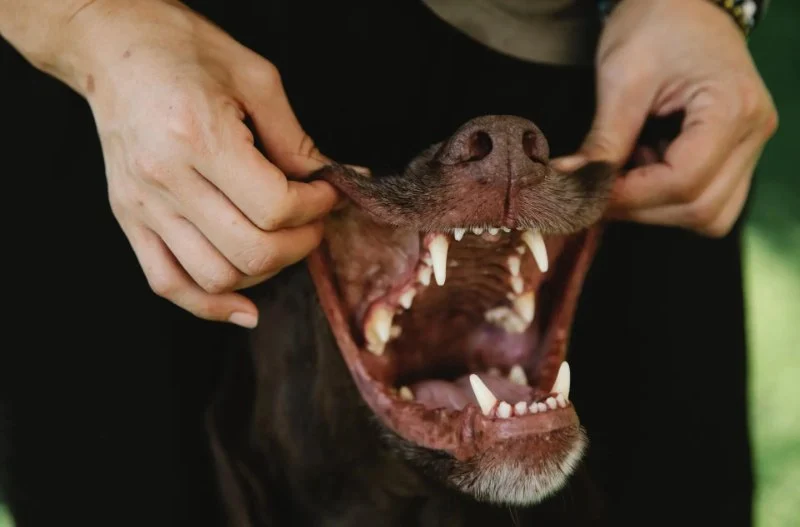 How to Care for Your Dog’s Teeth Without Stress