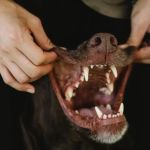 How to Care for Your Dog’s Teeth Without Stress