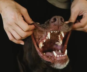 How to Care for Your Dog’s Teeth Without Stress