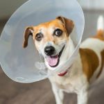 How to Make Mealtime Fun for Picky Dogs | Tips and Ideas