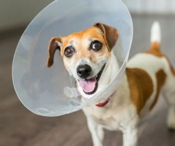 How to Make Mealtime Fun for Picky Dogs | Tips and Ideas