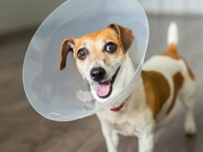 How to Make Mealtime Fun for Picky Dogs | Tips and Ideas