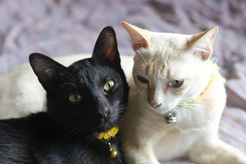 How to Introduce Multiple Cats to a Single Household: Expert Tips for a Smooth Transition