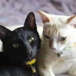 How to Introduce Multiple Cats to a Single Household: Expert Tips for a Smooth Transition