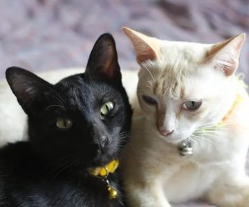 How to Introduce Multiple Cats to a Single Household: Expert Tips for a Smooth Transition