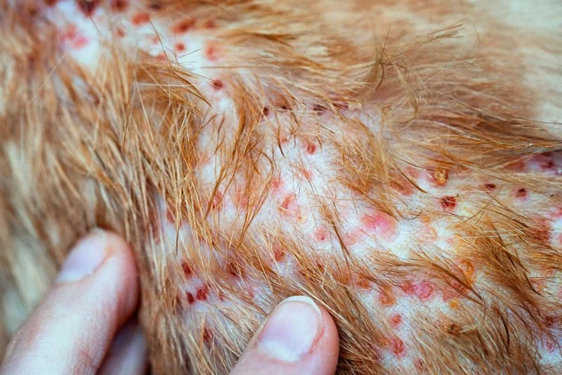 How to Identify and Treat Allergic Dermatitis in Cats: A Guide for Pet Owners