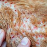 How to Identify and Treat Allergic Dermatitis in Cats: A Guide for Pet Owners