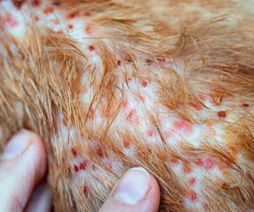 How to Identify and Treat Allergic Dermatitis in Cats: A Guide for Pet Owners