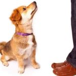 Tips for Teaching Puppies Basic Commands at Home: A Beginner's Guide