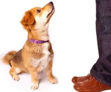 Tips for Teaching Puppies Basic Commands at Home: A Beginner's Guide