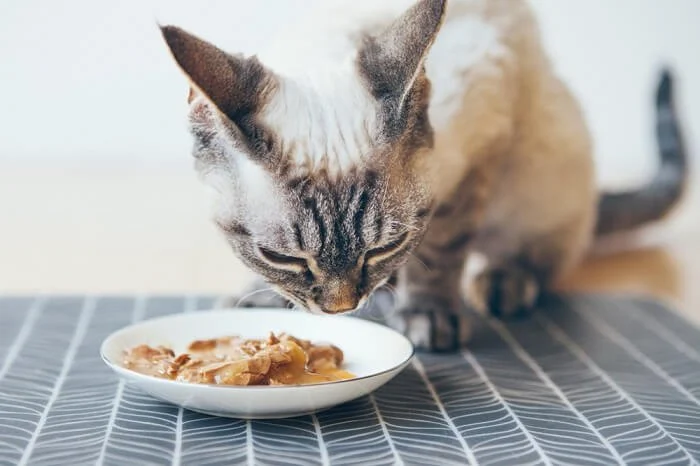 Best Supplements to Support Healthy Aging in Cats: Keep Your Senior Cat Active