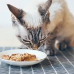 Best Supplements to Support Healthy Aging in Cats: Keep Your Senior Cat Active