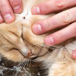 How to Prevent Tick-Borne Diseases in Cats