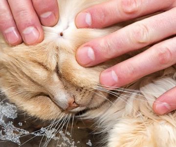 How to Prevent Tick-Borne Diseases in Cats
