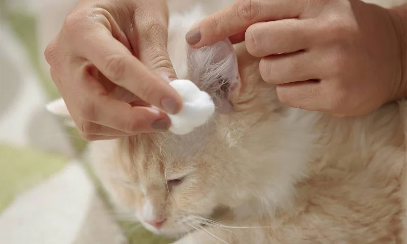 How to Clean Your Cat’s Ears Safely at Home | Simple Tips and Advice