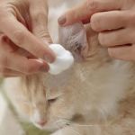 How to Clean Your Cat’s Ears Safely at Home | Simple Tips and Advice