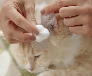 How to Clean Your Cat’s Ears Safely at Home | Simple Tips and Advice
