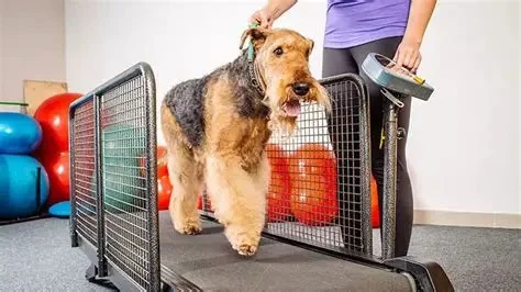 Preventing Obesity in Indoor Dogs with Daily Exercise – Effective Tips