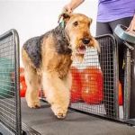 Preventing Obesity in Indoor Dogs with Daily Exercise – Effective Tips