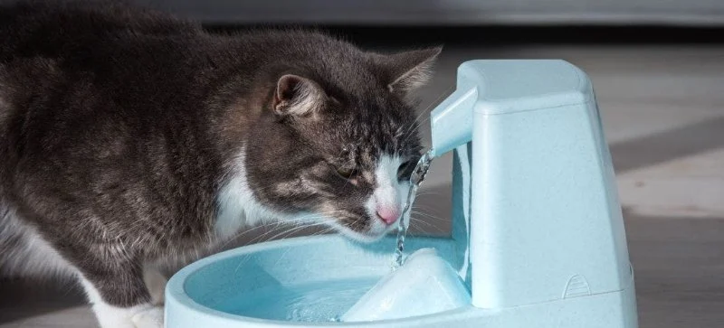 How to Keep Your Cat Hydrated and Healthy