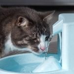 How to Keep Your Cat Hydrated and Healthy