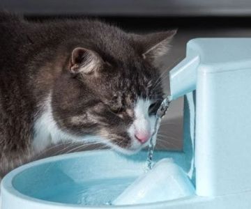 How to Keep Your Cat Hydrated and Healthy