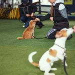 Puppy Socialization Tips: How to Raise a Confident and Friendly Dog
