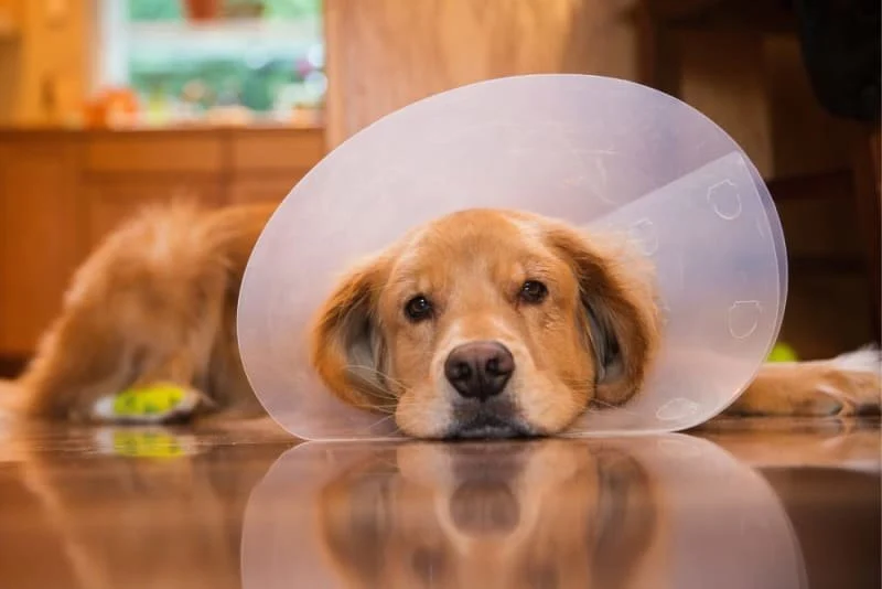 How to Support a Dog Recovering from Surgery | Tips & Advice for Pet Owners