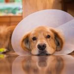 How to Support a Dog Recovering from Surgery | Tips & Advice for Pet Owners