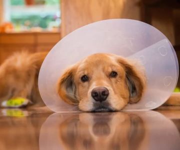 How to Support a Dog Recovering from Surgery | Tips & Advice for Pet Owners