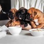 Prevent Overfeeding and Ensure Healthy Meals for Your Dog | Dog Feeding Tips