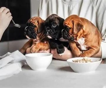 Prevent Overfeeding and Ensure Healthy Meals for Your Dog | Dog Feeding Tips