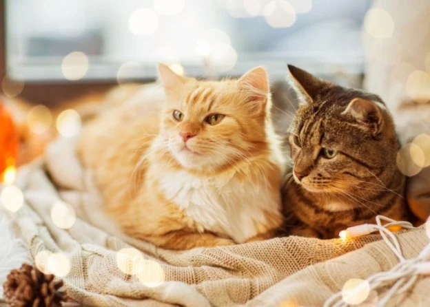 How to Properly Introduce Cats to New Environments – Tips for a Smooth Transition