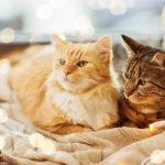 How to Properly Introduce Cats to New Environments – Tips for a Smooth Transition