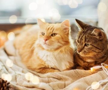 How to Properly Introduce Cats to New Environments – Tips for a Smooth Transition