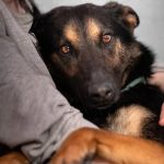 How to Help Dogs Recover from Stressful Events – Effective Strategies for Relief
