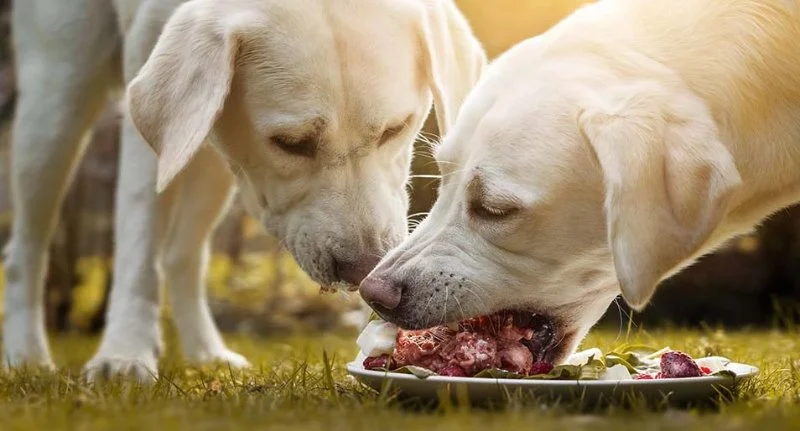Raw Food Diets for Pets: Pros, Cons, and Veterinary Opinions
