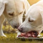 Raw Food Diets for Pets: Pros, Cons, and Veterinary Opinions