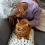 How to Keep Your Senior Cat Active and Engaged – Tips for Healthy Aging