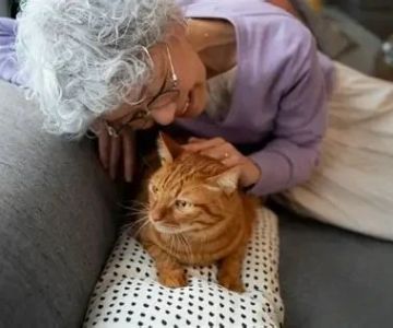 How to Keep Your Senior Cat Active and Engaged – Tips for Healthy Aging