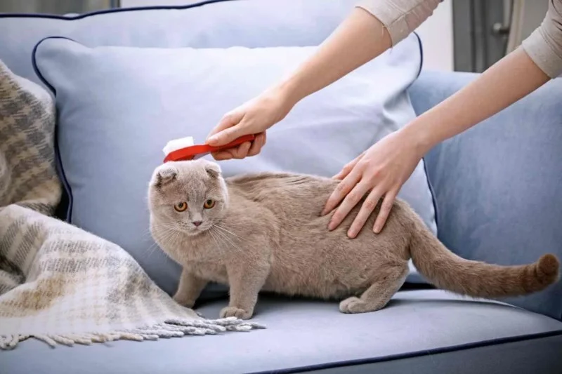 Best Practices for Cat Grooming at Home